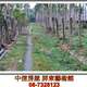 內埔工業農地