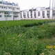 市區建地D