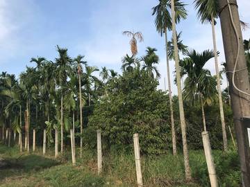 AF341 麟洛國小農地