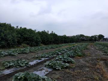 AF304 星河經濟農地