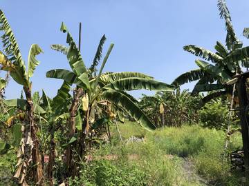 AF392 麟洛永達農地