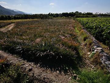 AF392 沿山公路農地